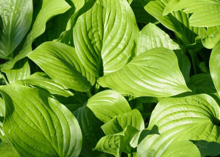 planting hosta bulbs how to plant bare root hostas in spring or fall