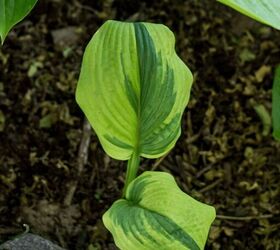 planting hosta bulbs how to plant bare root hostas in spring or fall
