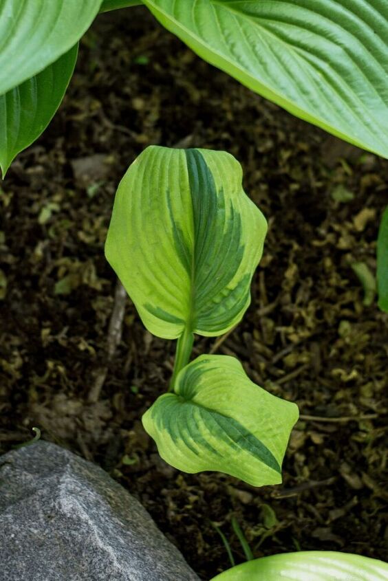 planting hosta bulbs how to plant bare root hostas in spring or fall