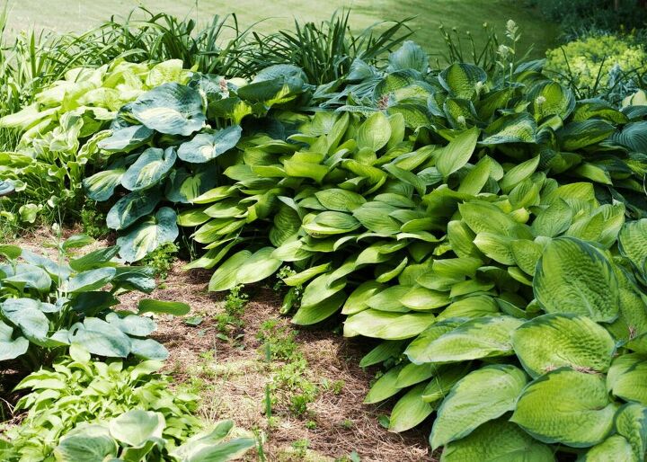 planting hosta bulbs how to plant bare root hostas in spring or fall