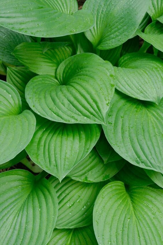 como plantar bulbos de hosta como plantar hostas de raiz nua na primavera ou no