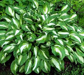Planting Hosta Bulbs: How To Plant Bare-Root Hostas in Spring or Fall