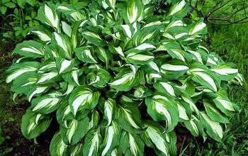 Planting Hosta Bulbs: How To Plant Bare-Root Hostas in Spring or Fall