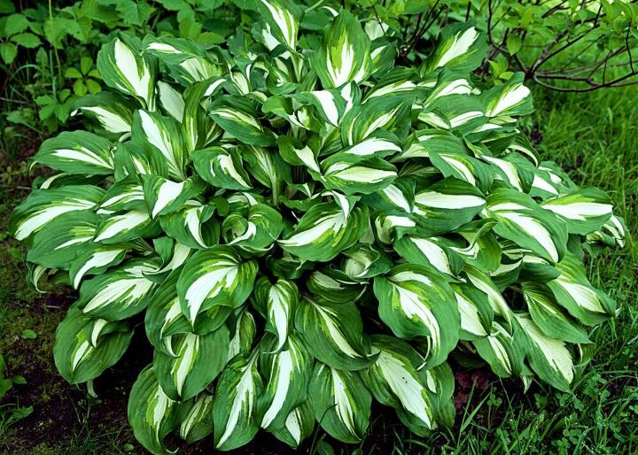 planting hosta bulbs how to plant bare root hostas in spring or fall