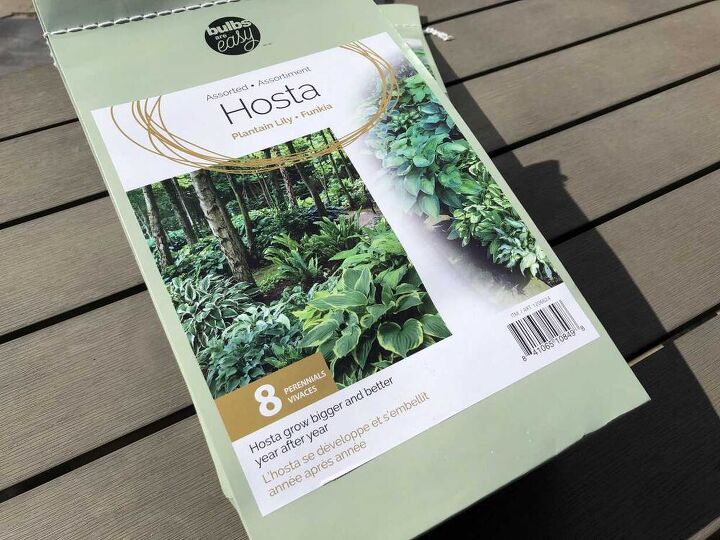 planting hosta bulbs how to plant bare root hostas in spring or fall