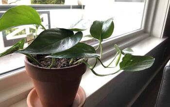 Repotting Pothos: How To Repot Pothos Plants (Epipremnum Aureum) Into