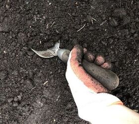 Read this before starting a vegetable garden this season