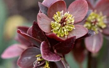 Planting Hellebores: How To Plant Gorgeous Lenten Rose Plants