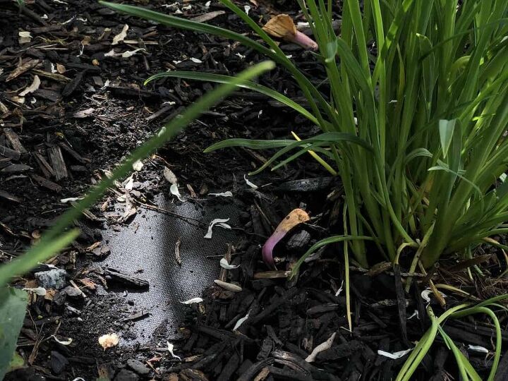 how to keep mulch in place methods tips for fixing moving mulch, Landscape fabric visible in patches under wood mulch after a rainstorm