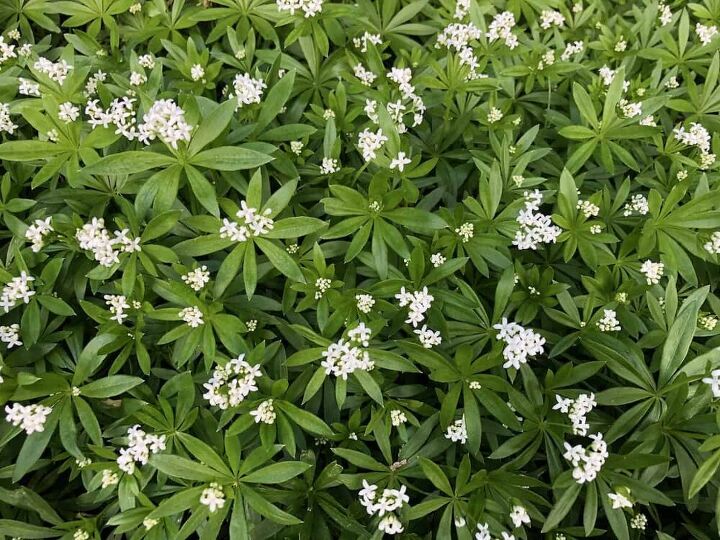 how to keep mulch in place methods tips for fixing moving mulch, Sweet Woodruff A Scented Herbal Woodland Groundcover Plant