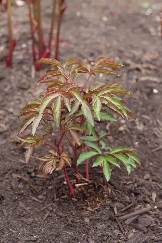 planting peonies in spring tips for new peony flower plants and roots