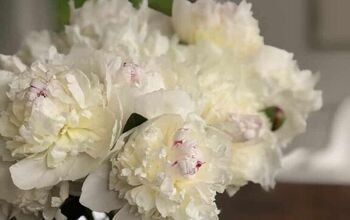 Planting Peonies In Spring: Tips For New Peony Flower Plants And Roots