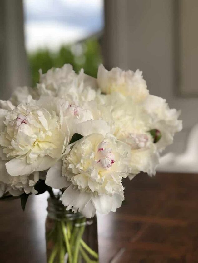 post, Freshly picked Festiva Maxima white peonies in a mason jar in June