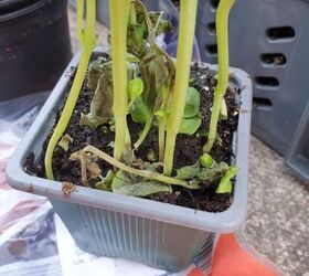 Why you should take supermarket herbs out of their pots as soon as you get home