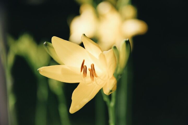 how to plant daylilies in your garden