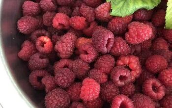How To Fertilize Raspberry Plants To Grow Tasty Berries
