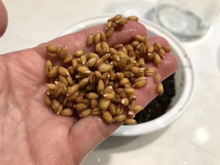 como cultivar grama de gato em um recipiente reciclado para viagem, Aqui est o as sementes 8 horas ap s a imers o elas est o come ando a brotar um pouco