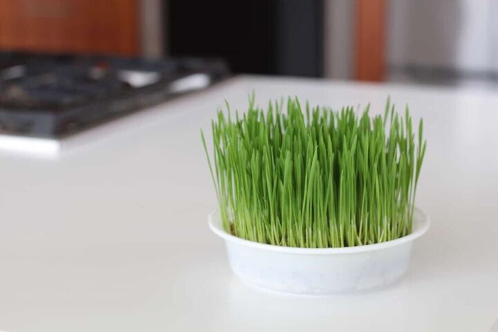 cat grass a pet parent s guide to growing greens for your fave feli