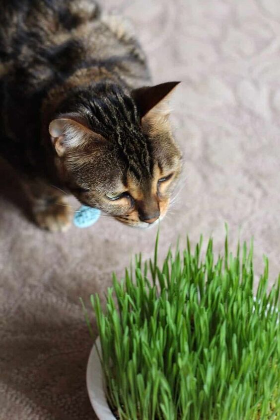 post, Time to enjoy the fresh cat grass
