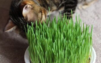 🐈🪴 Cómo cultivar hierba para gatos en un recipiente reciclado para llevar 🐈🐈.