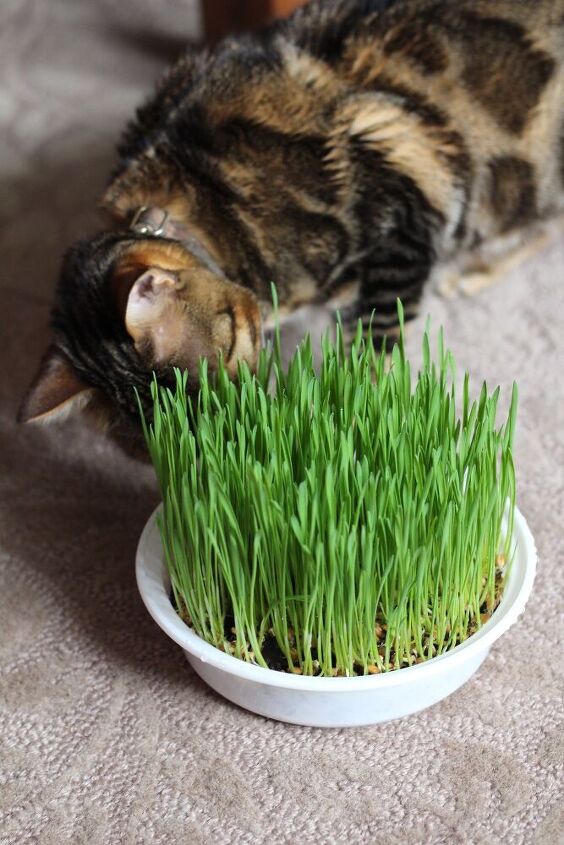 como cultivar grama de gato em um recipiente reciclado para viagem