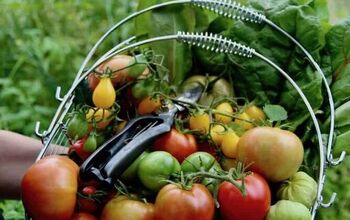 🍅 👩🌾 Cómo cultivar tomates (para jardineros principiantes) ❤️.