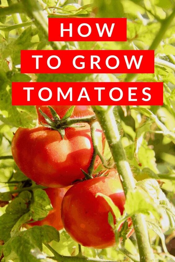 how to grow tomatoes the ultimate gardeners guide