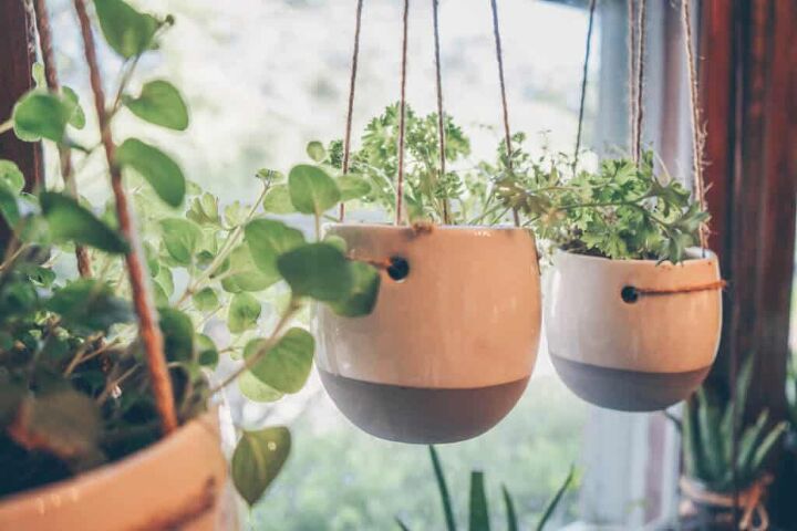 15 melhores maneiras de mostrar suas plantas de interior, Jardinagem interna para iniciantes