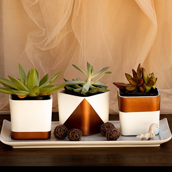 15 melhores maneiras de mostrar suas plantas de interior, Vasos lindos e simples com suculentas para sua casa ou escrit rio