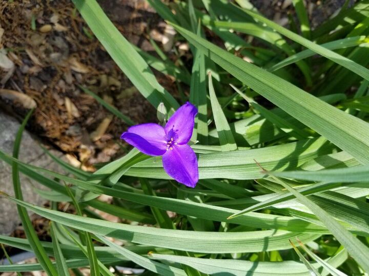 q mystery plant