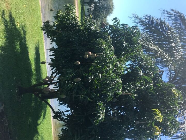 q how do you care for a mango tree