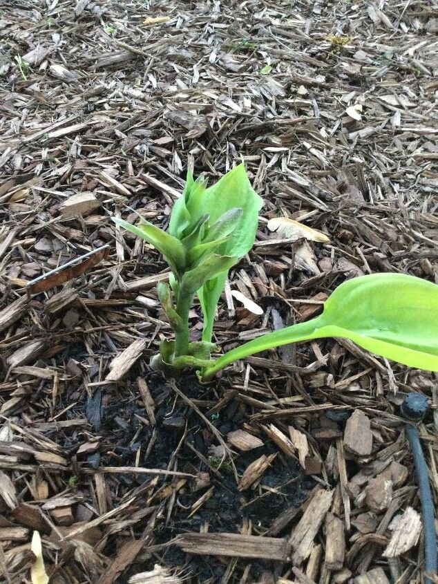 q is this normal growth for a hosta