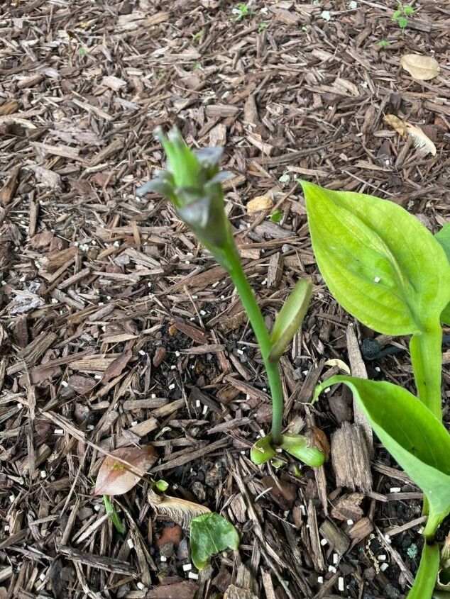 q is this normal growth for a hosta