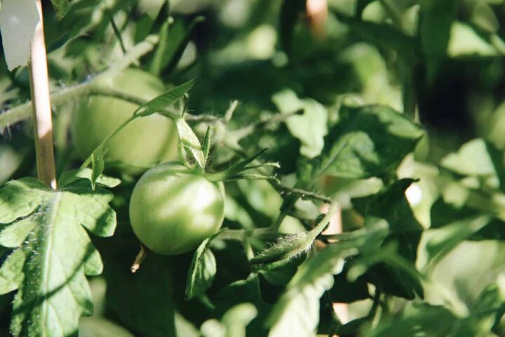 ensciese las manos esta primavera con estas 20 ideas para el jardn, C mo cultivar tomates para jardineros principiantes