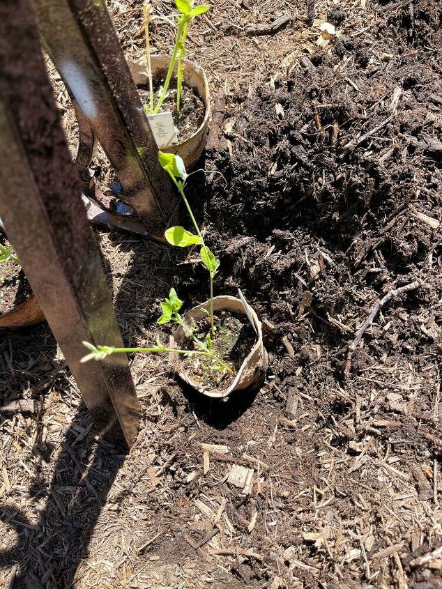 como plantar um jardim depois de iniciar as sementes dentro de casa, Coloque as plantas no buraco e depois encha
