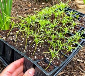 how to plant a garden after starting seeds indoors, Removing Seedlings from Cells