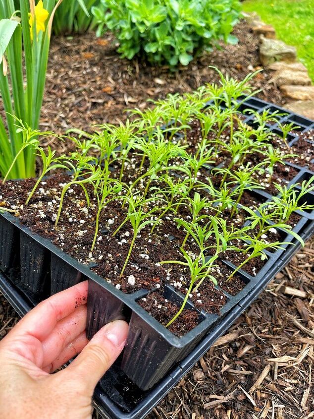 como plantar um jardim depois de iniciar as sementes dentro de casa, Retire as mudas das c lulas