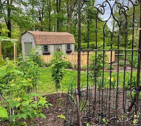 how to plant a garden after starting seeds indoors, This gorgeous trellis is by H Potter I am growing my sweet peas and nasturtiums up it We added temporary fencing to keep the rabbits away while they establish and grow