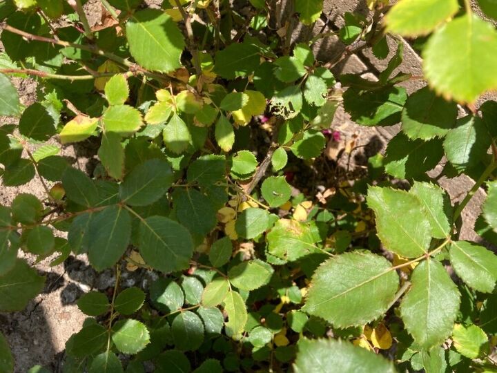 q what to do about rose bushes yellow leaves