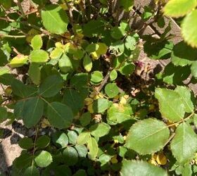 What to do about rose bushes yellow leaves??