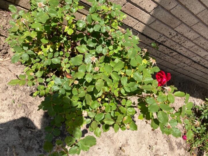 q what to do about rose bushes yellow leaves
