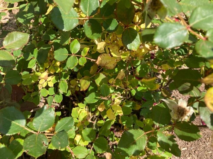 q what to do about rose bushes yellow leaves