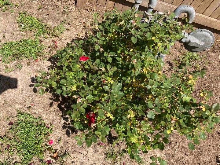 q what to do about rose bushes yellow leaves