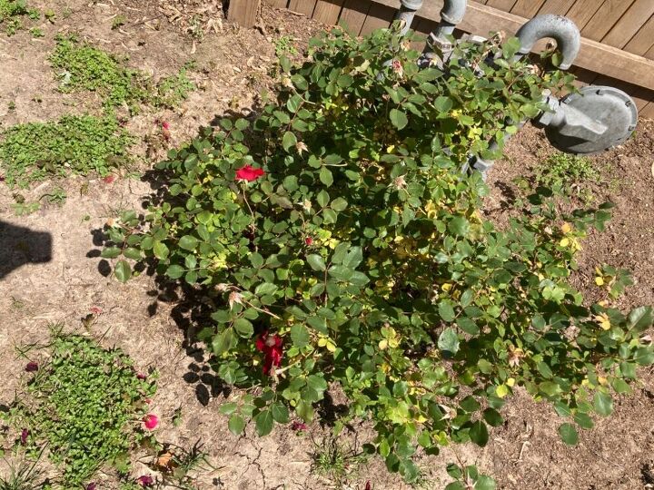 what to do about rose bushes yellow leaves
