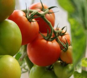 Growing Tomatoes: Simple Tips You Need to Know for Success