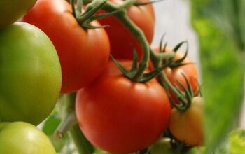 Growing Tomatoes: Simple Tips You Need to Know for Success