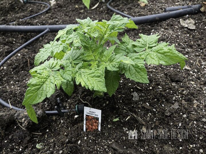 growing tomatoes simple tips you need to know for success