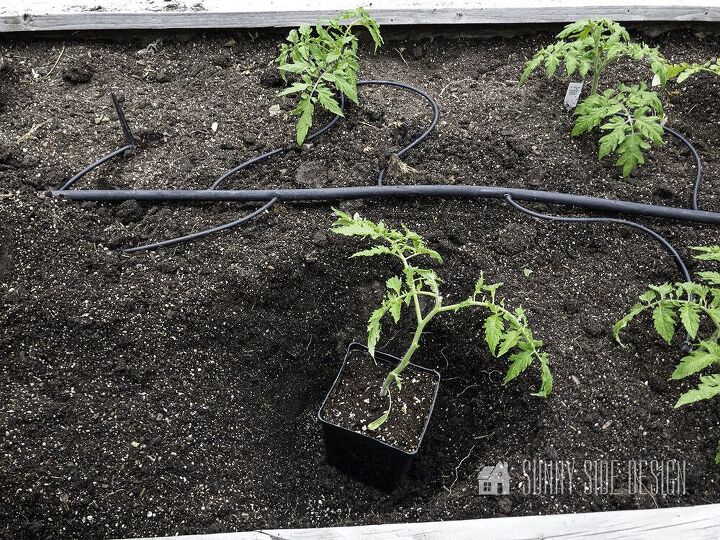 growing tomatoes simple tips you need to know for success