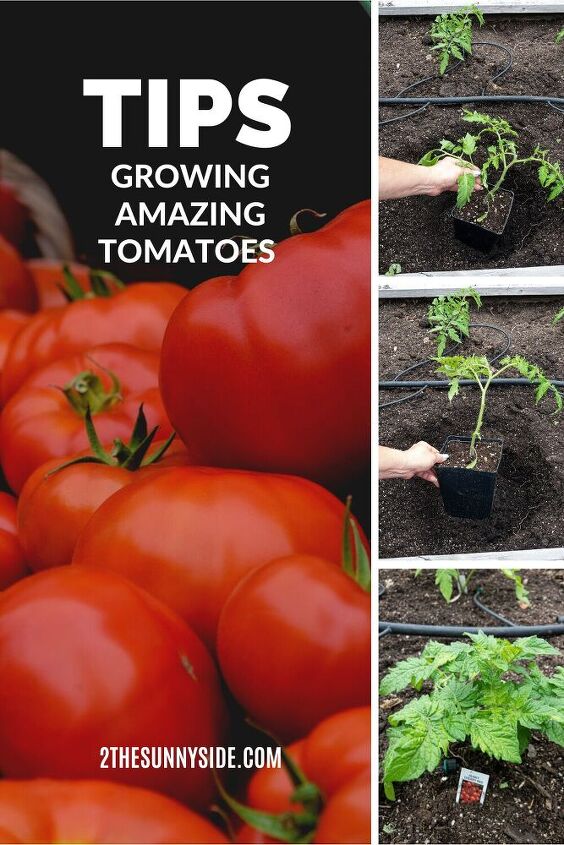 cultivo de tomates consejos sencillos que debes conocer para tener xito
