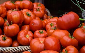 Cultivo de tomates: Consejos sencillos que debes conocer para tener éxito